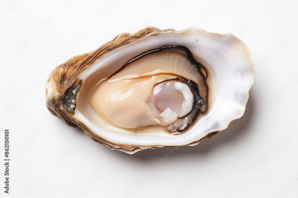 Close-Up View of a Freshly Shucked Oyster in Its Shell Displaying Its Delicate and Smooth Texture Close-Up View of a Freshly Shucked Oyster in Its Shell Displaying Its Delicate and Smooth Texture