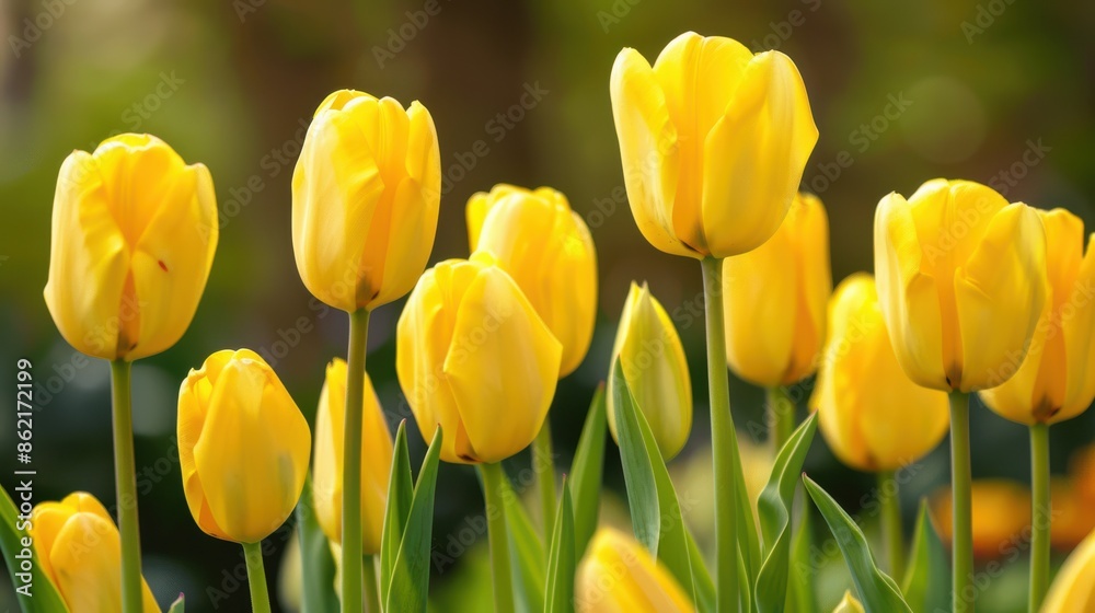 Spring holidays start with lovely yellow tulips perfect for greeting cards Spring holidays start with lovely yellow tulips perfect for greeting cards