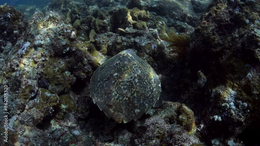An amazing Hawksbill Turtle - Eretmochelys imbricata swims along coral reefs. Sea life of Tulamben, Bali, Indonesia. An amazing Hawksbill Turtle - Eretmochelys imbricata swims along coral reefs. Sea life of Tulamben, Bali, Indonesia.