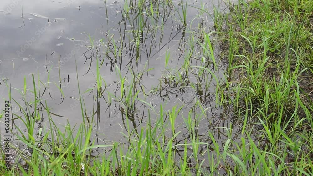 Lake side green view in nature Lake side green view in nature