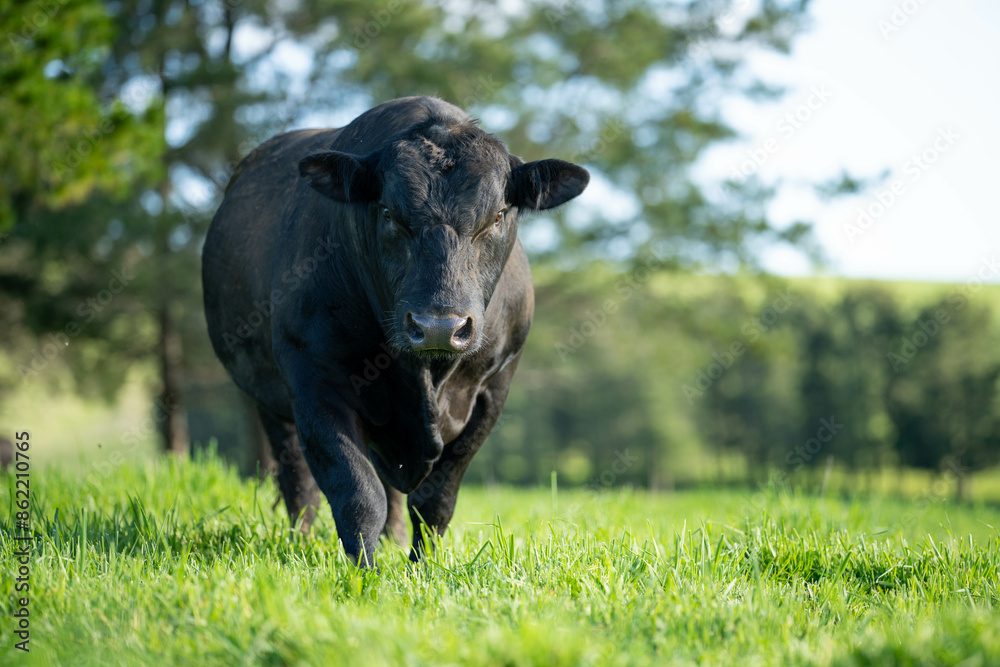 Fototapeta premium beautiful cattle in Australia eating grass, grazing on pasture. Herd of cows free range beef being regenerative raised on an agricultural farm. Sustainable farming 