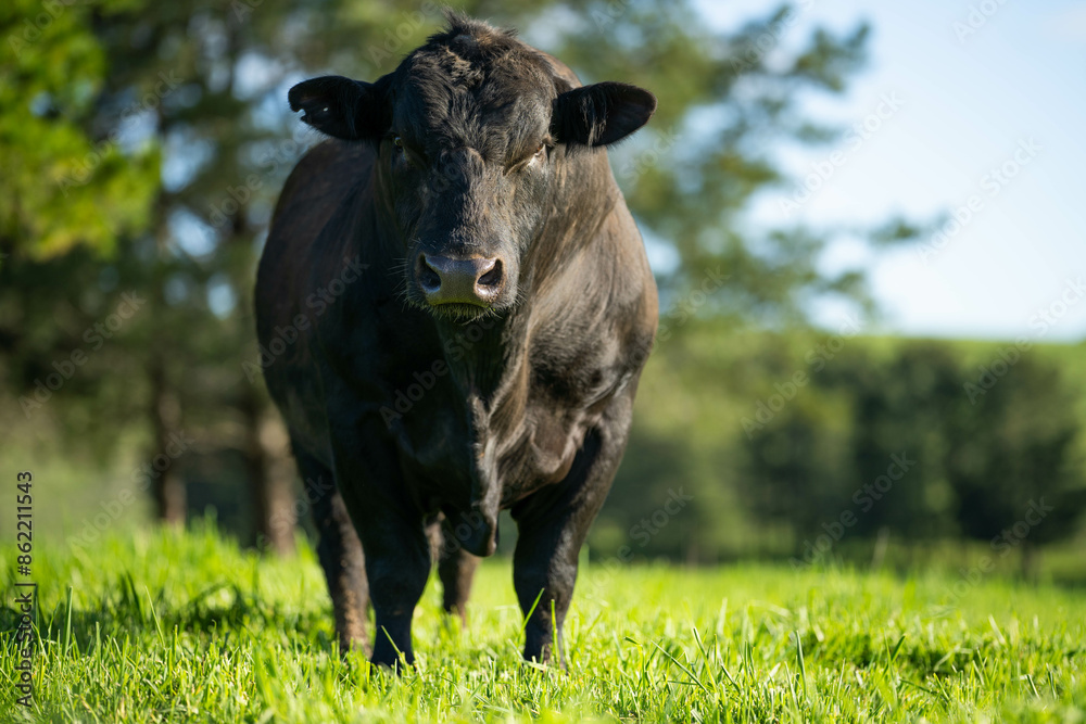 beautiful cattle in Australia eating grass, grazing on pasture. Herd of cows free range beef being regenerative raised on an agricultural farm. Sustainable farming