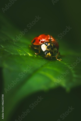 Macro portrait of a Ladybug (Coccinellidae) exploring a green leaf against dark backdrop