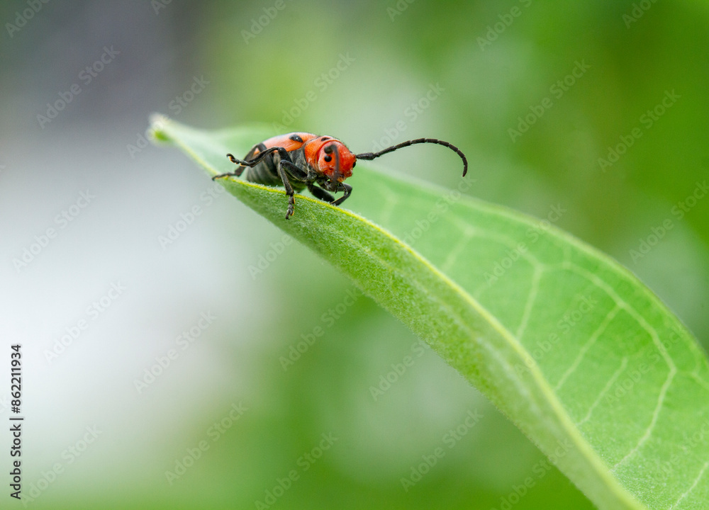 Fototapeta premium Macro portrait of red milkweed beetle (Tetraopes tetrophthalmus) exploring the leaves of Asclepias plant