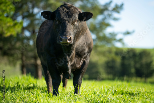 stud wagyu bull in a sustainable agriculture field in summer. fat livestock in a field. black angus