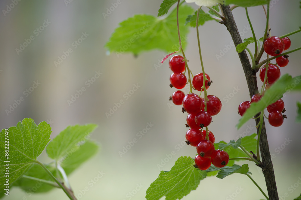 Ripe red currants hanging on branches in a garden