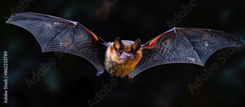 Bat in Flight, A Close-Up