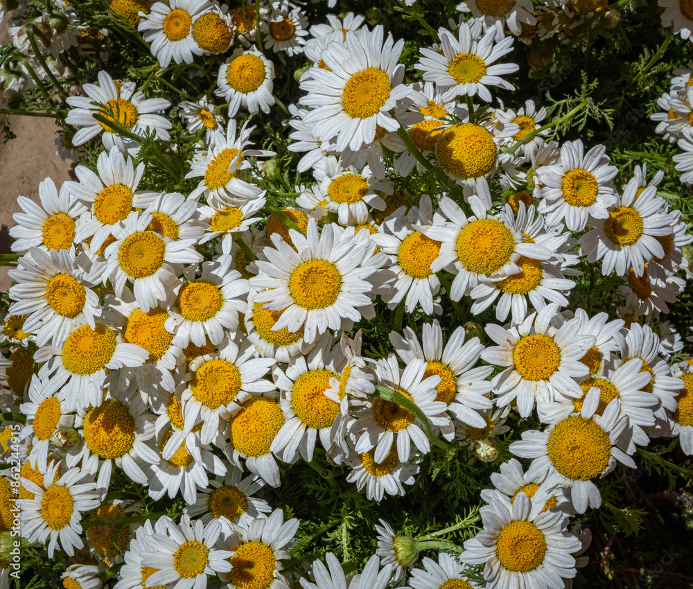 Obraz premium white daisies in the garden. wild daisy.