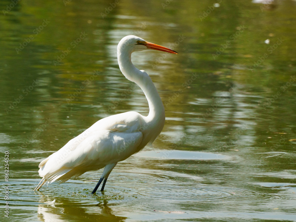 Fototapeta premium Life of heron in a lake