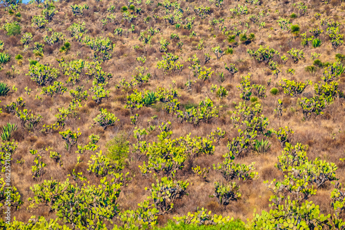 Nopales with tunas in Santiago Tepeyahualco Hidalgo photo