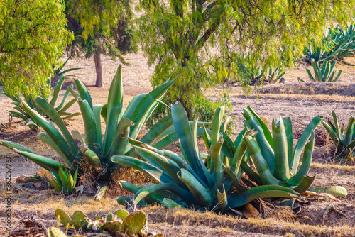 Maguey or agave for pulque in mountains of Santiago Tepeyahualco in Hidalgo photo