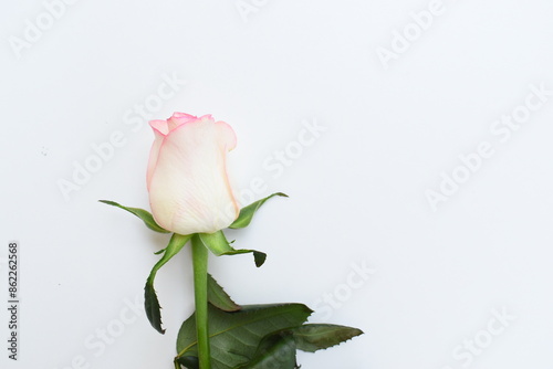 beautiful pink rose flower isolated on white background, valentine day