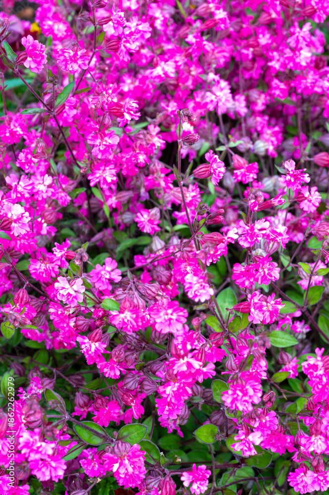 Pink blossom of Silene pendula catchfly ornamental plant in garden Pink blossom of Silene pendula catchfly ornamental plant in garden