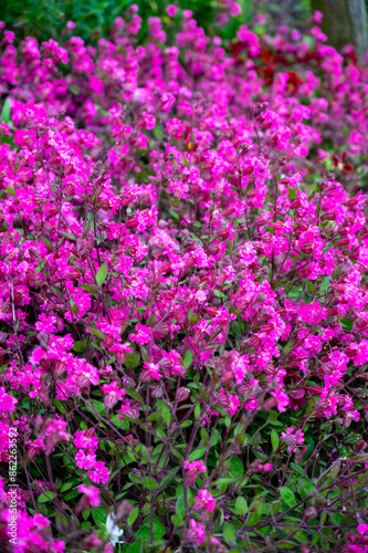 Pink blossom of Silene pendula catchfly ornamental plant in garden
