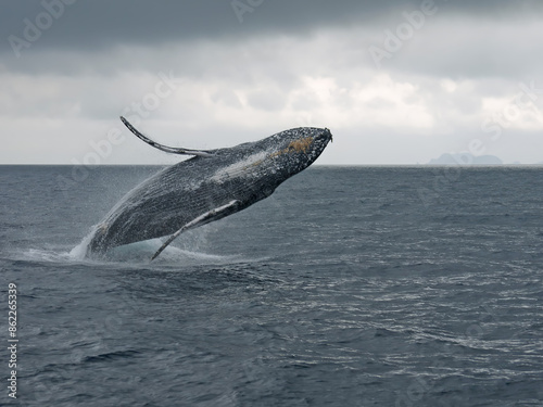 Breaching Humpback whale jumping high above the water, whale watching on Zamami island, Okinawa