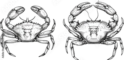 Seaside Serenity, Detailed Crab Illustration for Marine Life and Coastal Themes