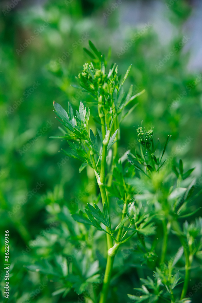 Curly parsley. A plantation of greenery in close-up. Food background of green parsley leaves. A bed of greenery in the garden. The wind stirs the leaves. Curly parsley. A plantation of greenery in close-up. Food background of green parsley leaves. A bed of greenery in the garden. The wind stirs the leaves.