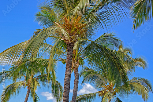 Wallpaper Mural Flowers, Trees, Tropical  Torontodigital.ca