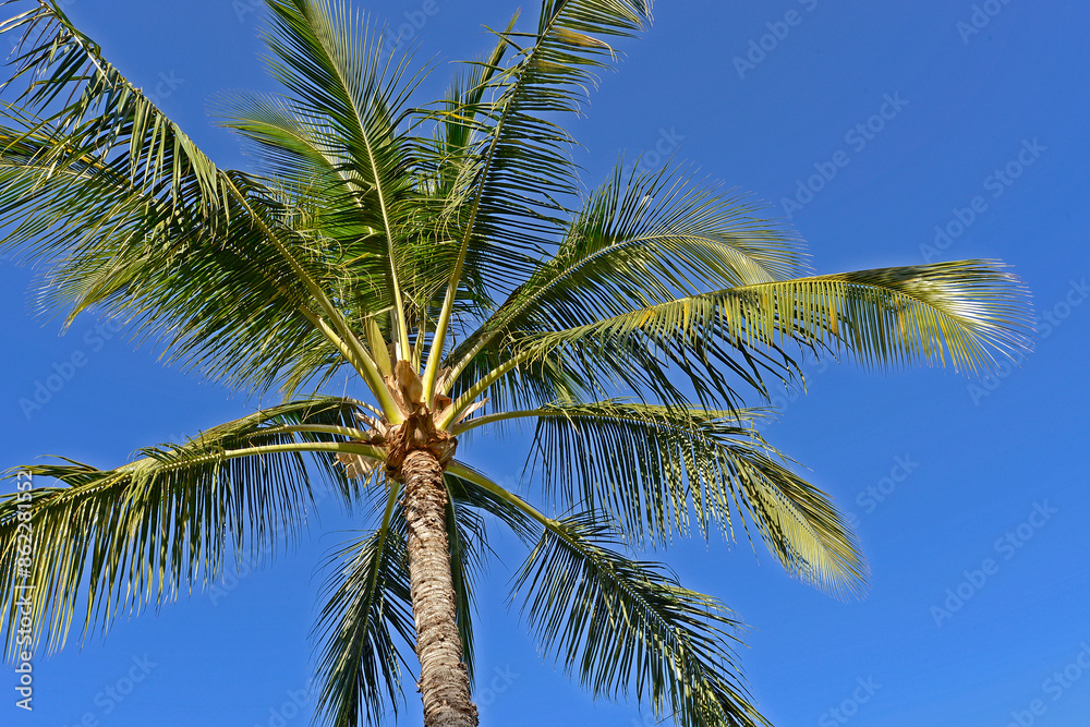 Flowers, Trees, Tropical 