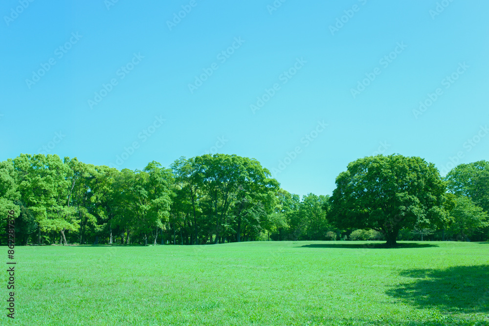 Fototapeta premium Green Park