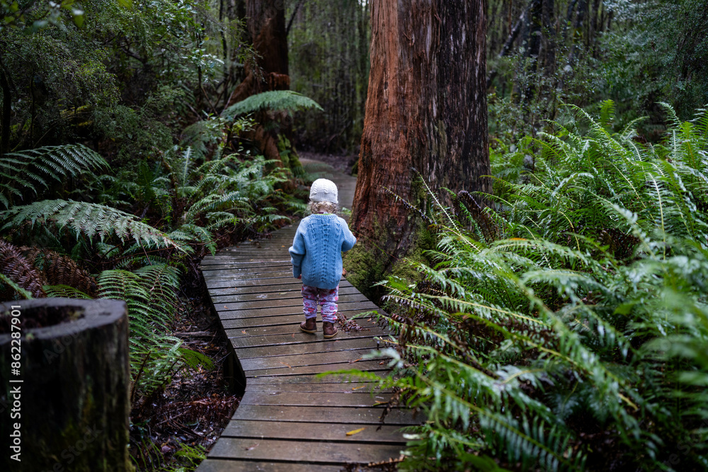 toddler hiking in the forest in winter wearing a beanie, walking on a trail in the australian bush. child exploring in nature and studying the environment and learning toddler hiking in the forest in winter wearing a beanie, walking on a trail in the australian bush. child exploring in nature and studying the environment and learning