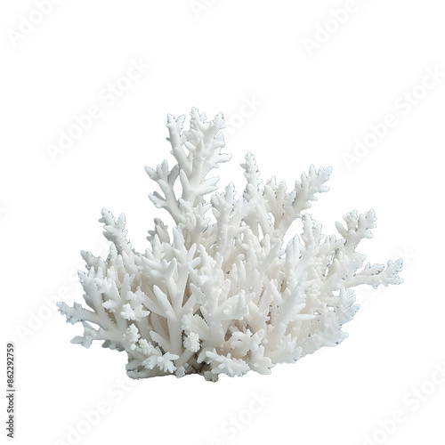 [Transparent Background PNG]White Coral on White Surface © duyina1990