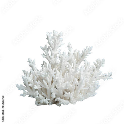 [Transparent Background PNG]White Coral on White Surface