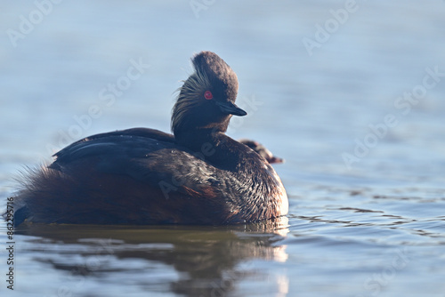 Black-necked Eared Grebe aka Podiceps nigricollis parent trying to feed their young ones photo