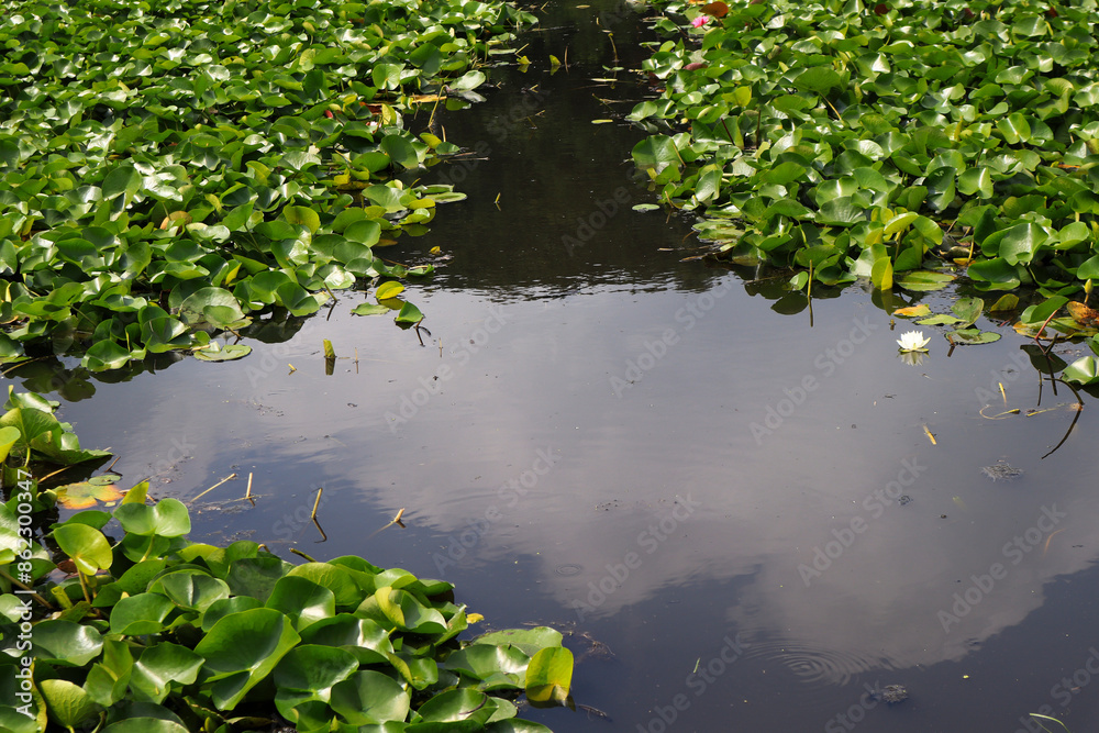 Reflection of the blue sky among the lotus leaves in the pond.연못속 연잎들 가운데 파란하늘의 반영