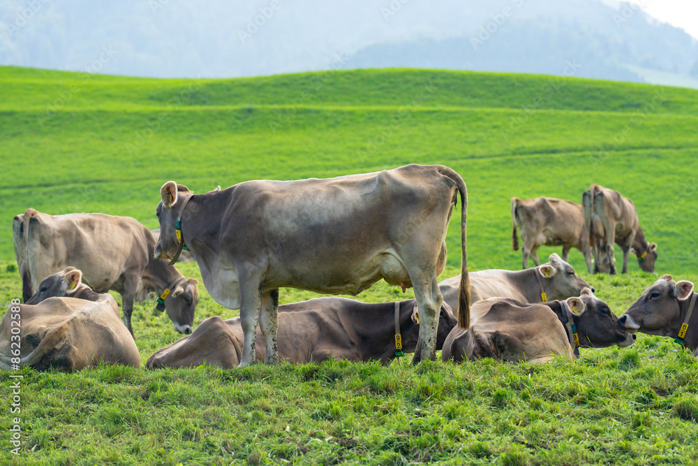 Herd of cows. Cattle cow grazing on farmland. Grazing Cows in a Meadow ...