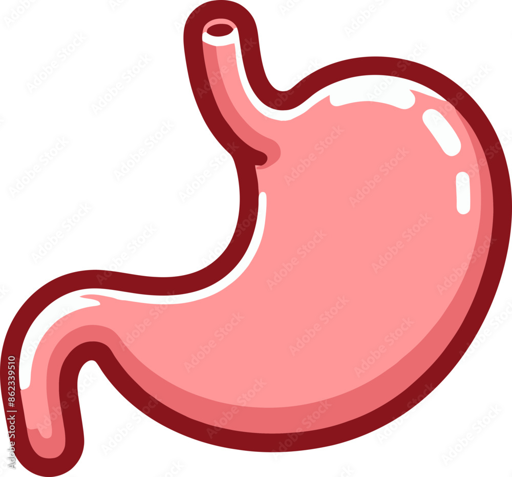 Human Stomach Illustration on transparent background Human Stomach Illustration on transparent background