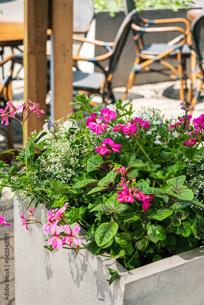 Fototapeta premium summer flowers on the terrace