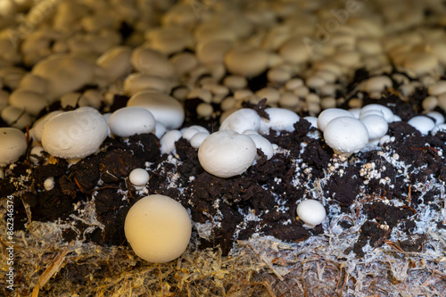 Growing of white champignons mushrooms, mycelium grow from compost into casing on organic farm in Netherlands, food industry in Europe