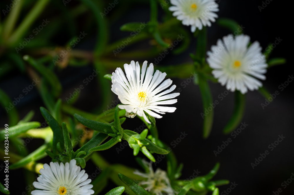 Fototapeta premium Blühende weiße Mittagsblume im Garten in Nahaufnahme