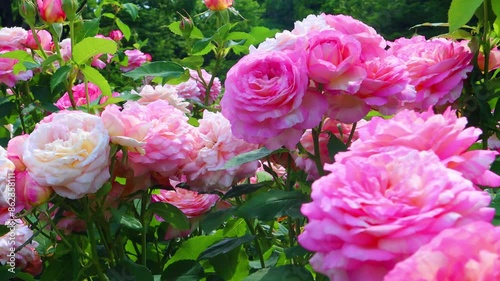 初夏の日差しを浴びる満開のピンクローズ
