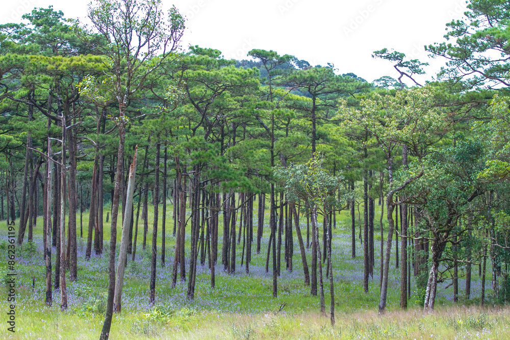 pine forest with purple flowers field at Phu Soi Dao National Park in Thailand
pine forest with purple flowers field at Phu Soi Dao National Park in Thailand