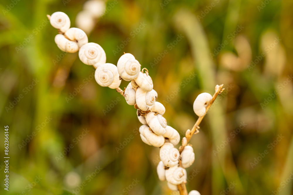 Mediterranean heath snails (Cernuella virgata), also known as sand heath snails on a grain stalk. Due to mass reproduction, pastures and meadows can become unusable due to the slime trails left Mediterranean heath snails (Cernuella virgata), also known as sand heath snails on a grain stalk. Due to mass reproduction, pastures and meadows can become unusable due to the slime trails left