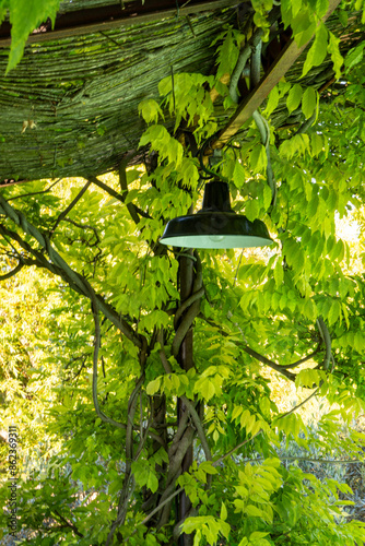 Garden arbor with a thatched roof and a lamp. Around it is a wisteria (Wisteria), also called Wistarie, Glyzine or Glycine photo