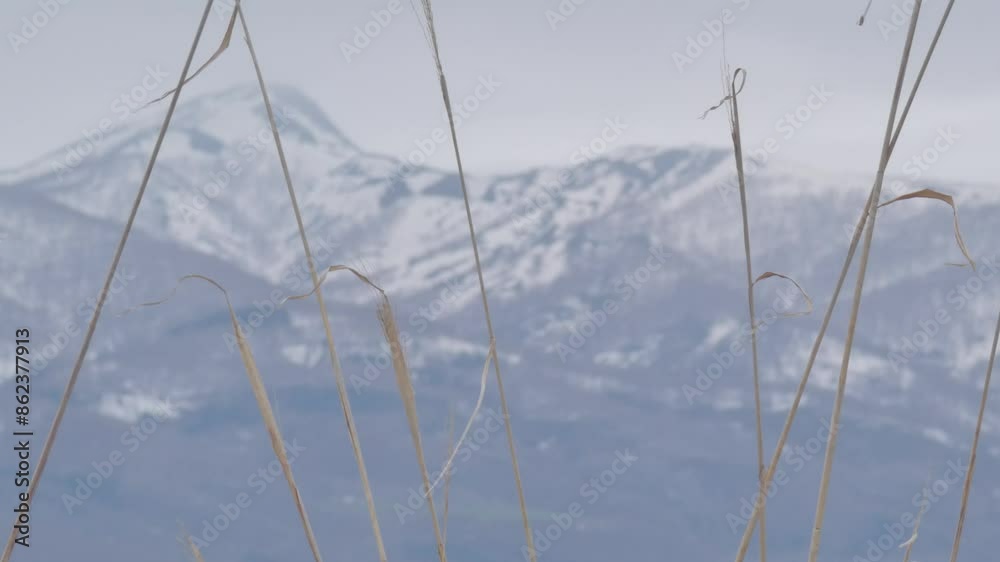 高原の枯草と雪渓のある山並み 高原の枯草と雪渓のある山並み