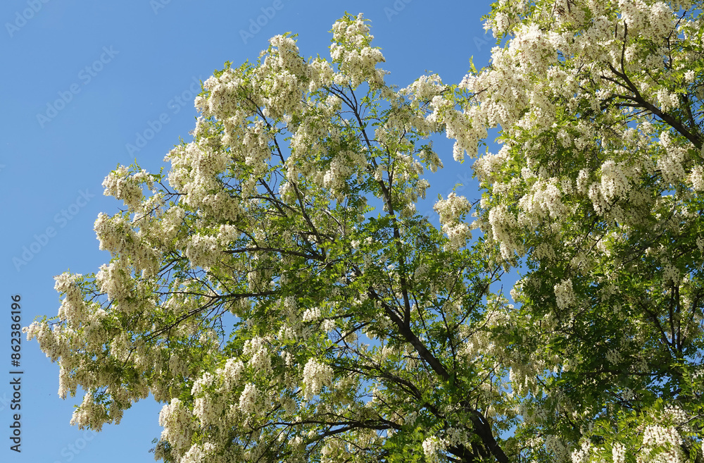 Robinia falseacacia flowers