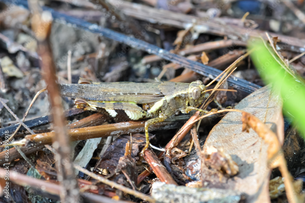 Melanoplus sits in the grass. Macro photo of a grasshopper. Melanoplus sits in the grass. Macro photo of a grasshopper.