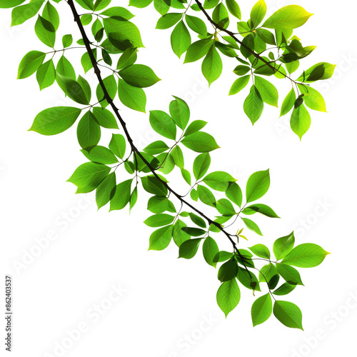 Green leaves of a plant on a transparent background