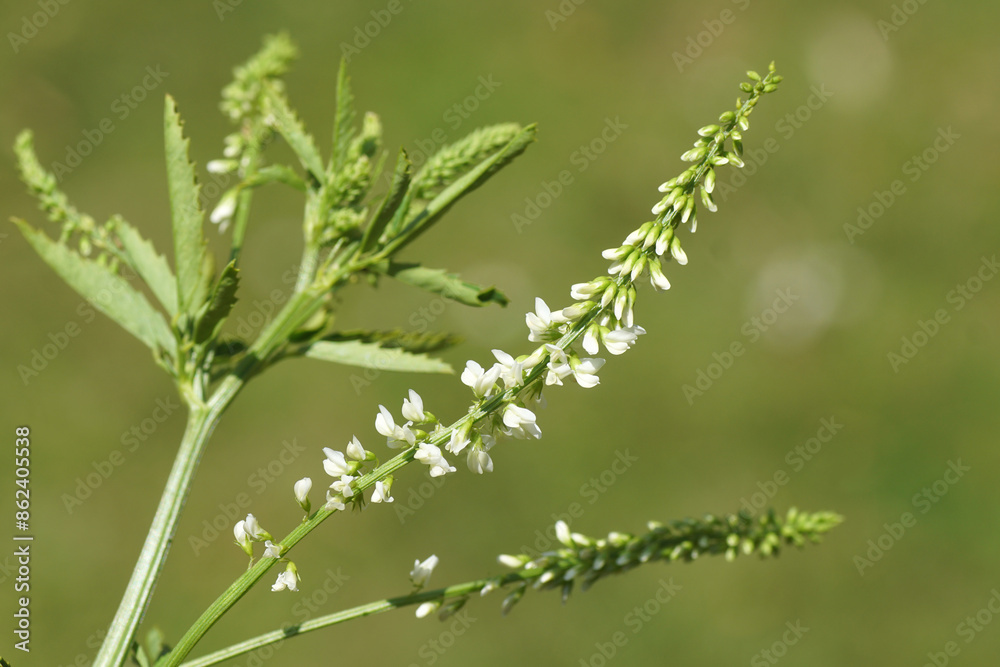 Melilotus albus, honey clover, white melilot, Bokhara clover, white sweetclover, sweet clover, family Fabaceae. Close up white flowers. Summer, June, Netherlands. Melilotus albus, honey clover, white melilot, Bokhara clover, white sweetclover, sweet clover, family Fabaceae. Close up white flowers. Summer, June, Netherlands.