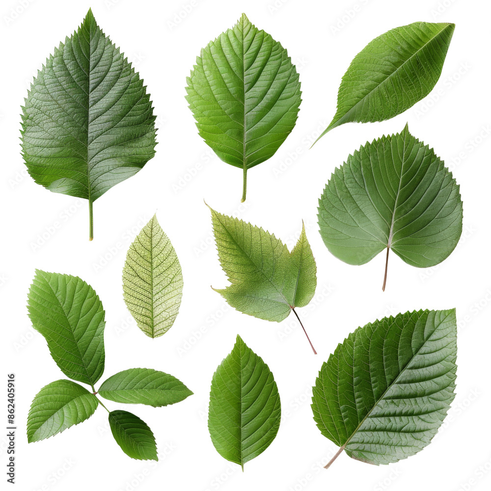Set of green leaves of different plants isolated on black background