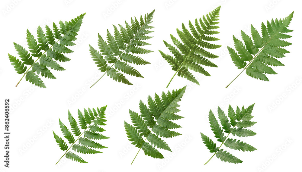 Naklejka premium Set of green leaves of a plant isolated on a transparent background.