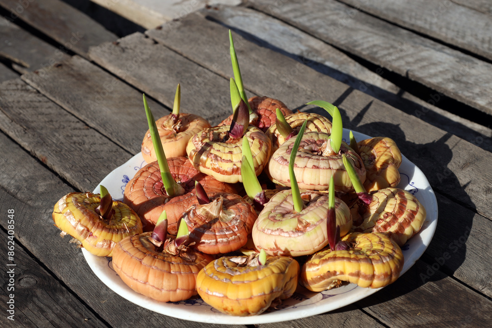custom made wallpaper toronto digitalgladiolus bulbs with sprouted green shoots lie in a container