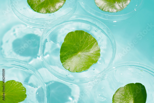 Centella asiatica in blue water photo