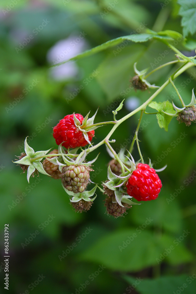 red ripe raspberries in a garden, botanical background red ripe raspberries in a garden, botanical background
