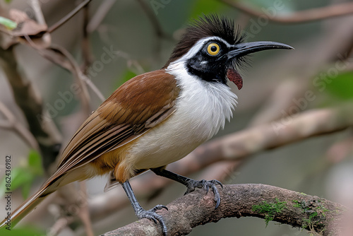 Raggiana Bird-of-paradise in natural environment ultra-realistic photo photo