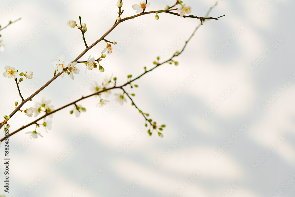 Blooming spring branches with flowers and its shadow on white background Blooming spring branches with flowers and its shadow on white background